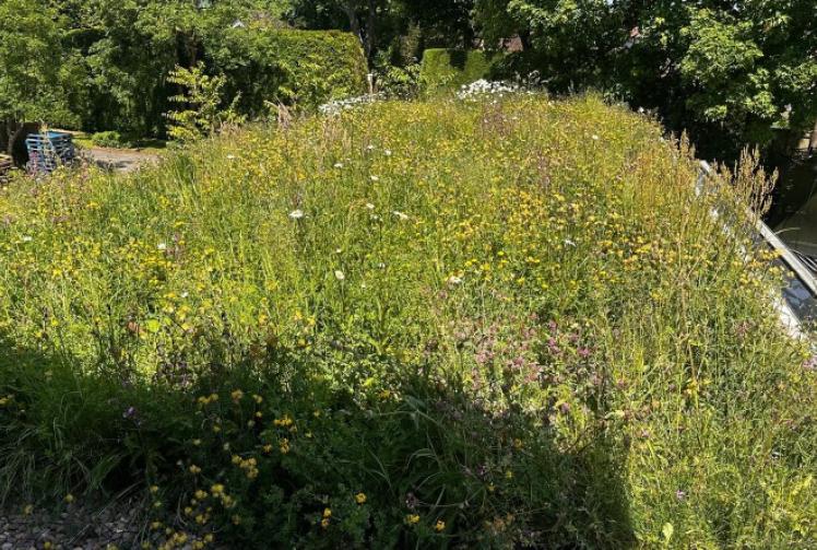 Theatre to plant up courtyard for pollinators