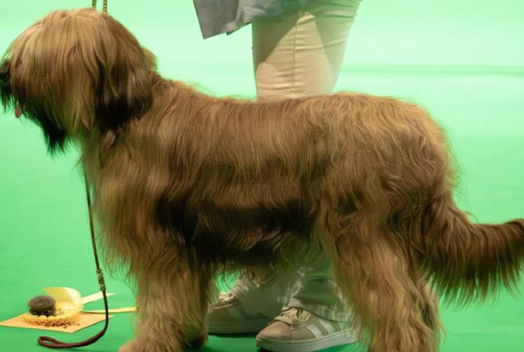 Retired breeder sees four of her dogs receive rosettes at Crufts