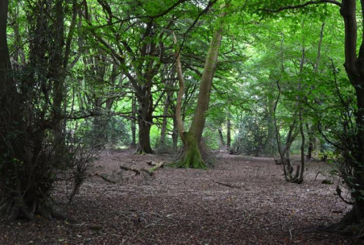 Treasured fairyland of fine and familiar that brings hope for future