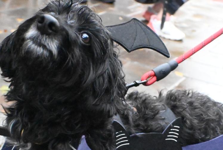 ‘Lobster’ wins Halloween dog fancy dress contest