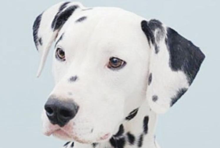 Pet photography studios are 'popping up'