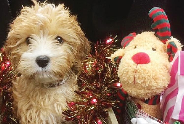 We have got a range of gifts for your pets