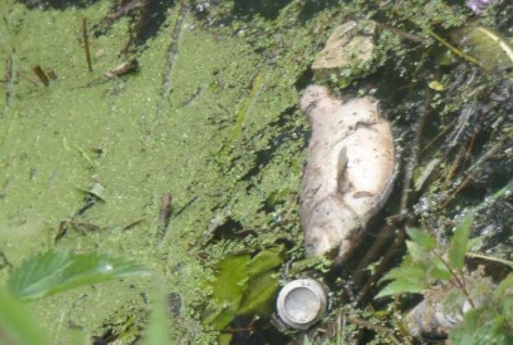 Thames Water fined record £20million over sewage leaks