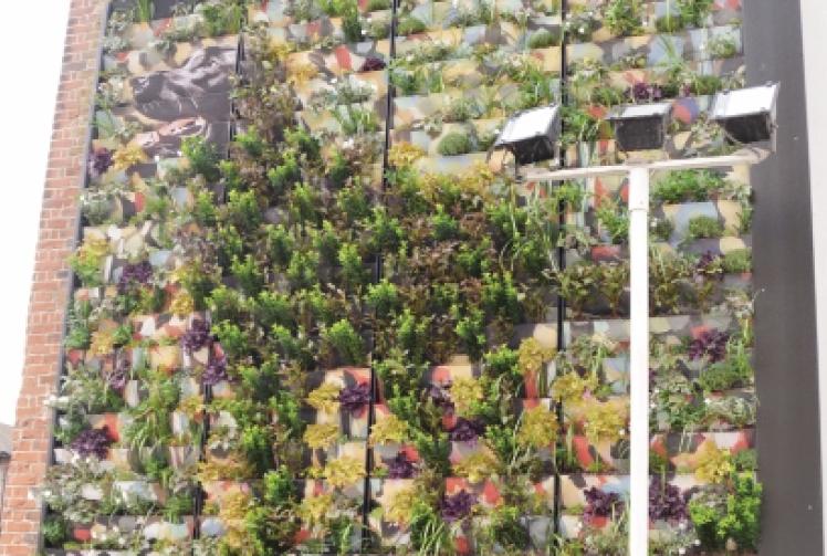 Artist unveils 'living' wall