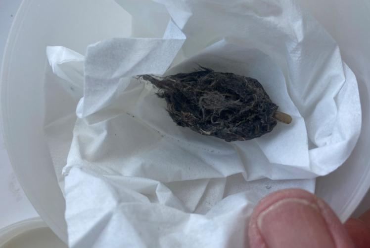 Instead of pretty flowers, here&rsquo;s a falcon&rsquo;s casting