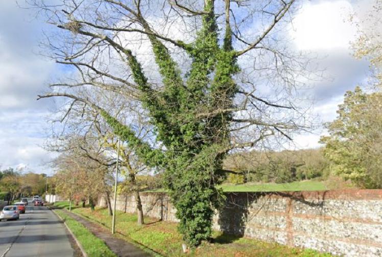 Diseased tree that was burial site of marmoset is felled by council