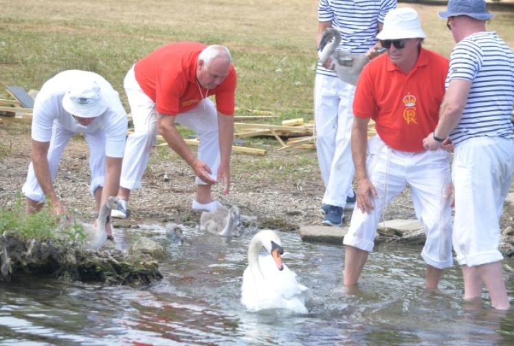 Swan numbers show signs of recovery