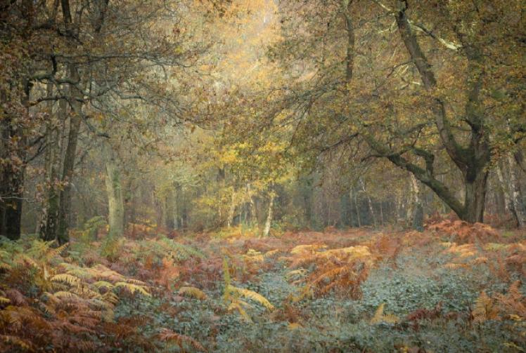 Colours of nature and life in abstract forms