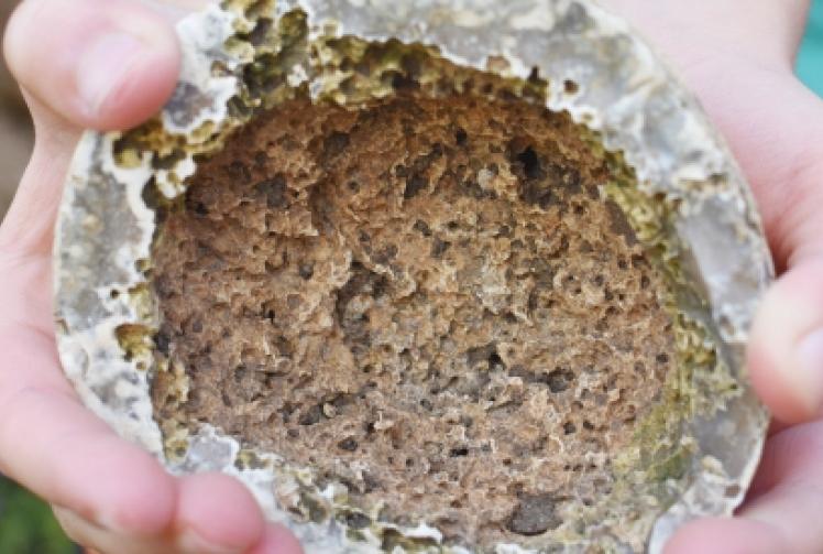 Girl finds fossil 100 million years old