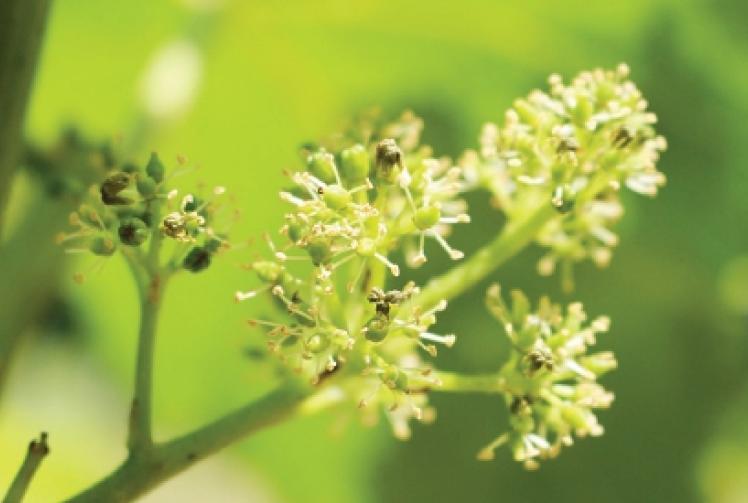 Farmers fear heatwave will hit crop yields and increase costs