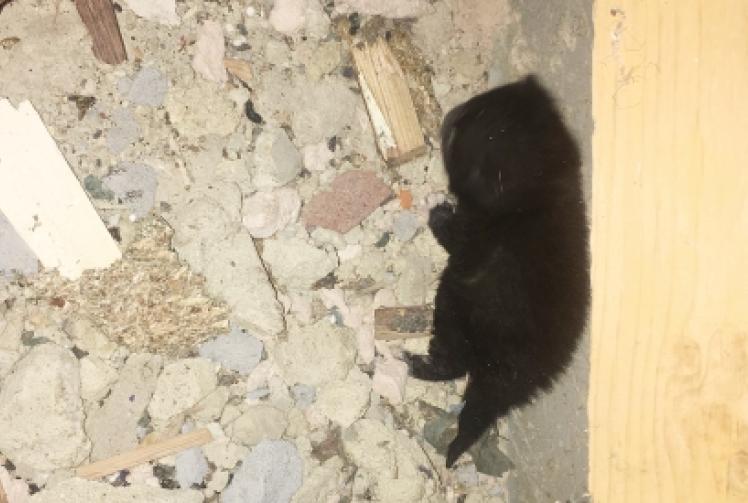 Builders rescue kittens from derelict restaurant