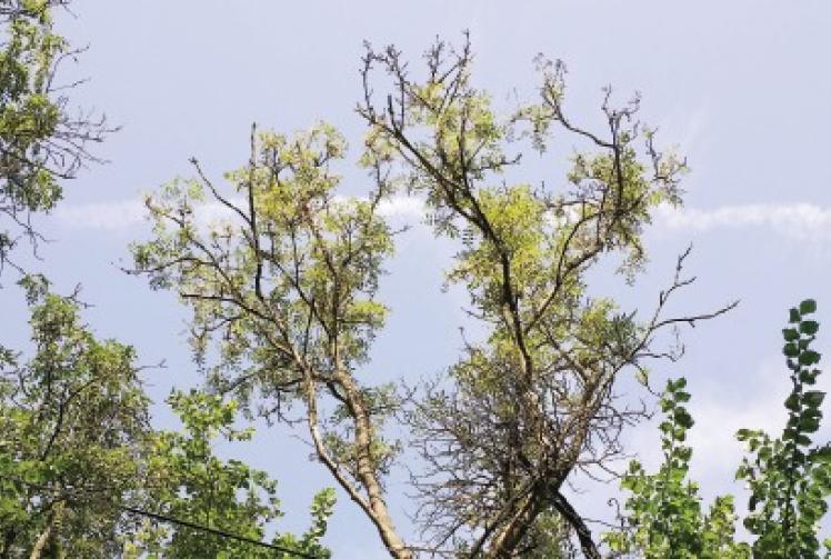 Ash trees that profited from Great Storm are under threat of disease