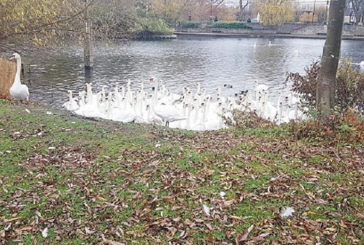 Don’t stop feeding the swans