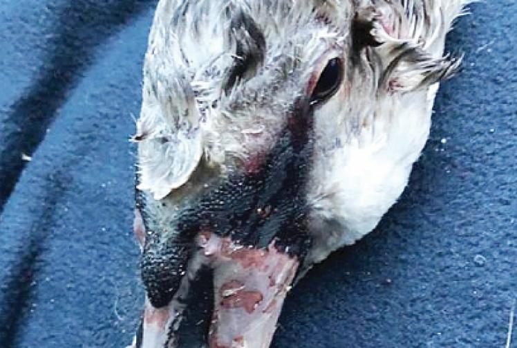 Heroes save cygnet after attack by two adult swans