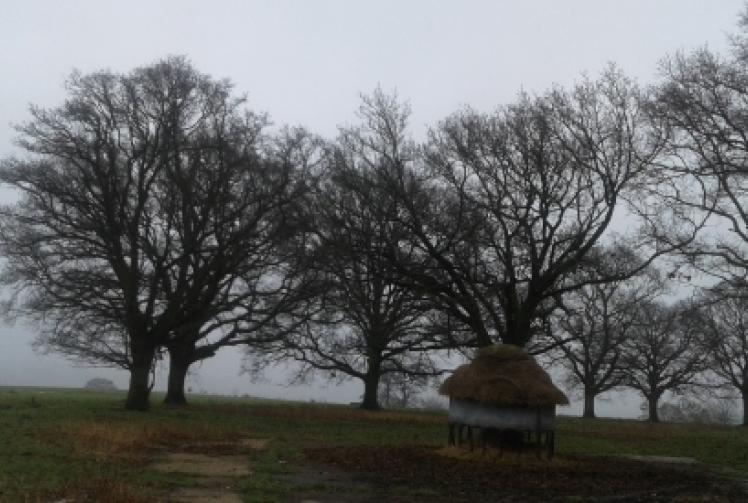 Oak trees planted for Victoria’s diamond jubilee still going strong
