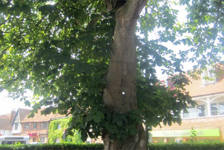 Singers Park, Henley